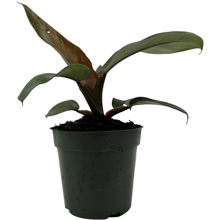 Philodendron Black Cardinal Starter Plant/4" Grower Pot