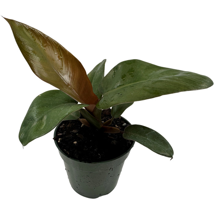 Philodendron Black Cardinal Starter Plant/4" Grower Pot