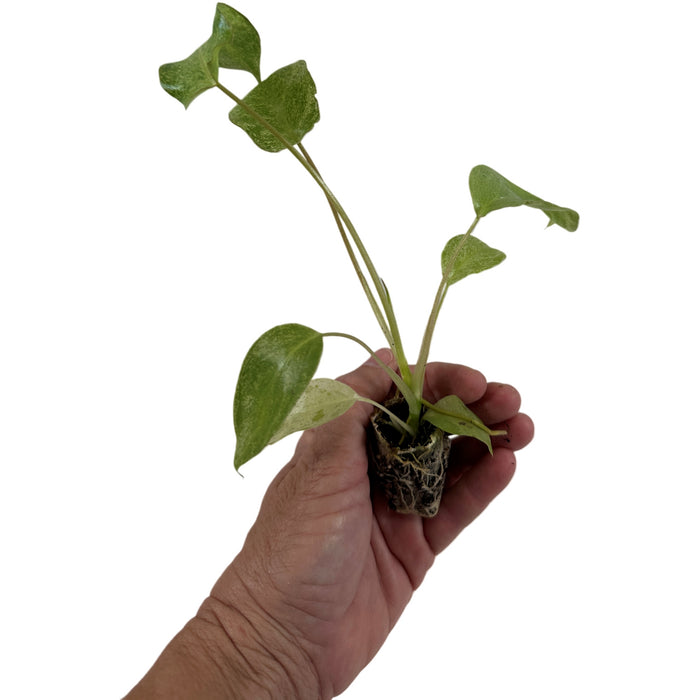 Philodendron Paraiso Verde-Starter Plant/4" Grower Pot