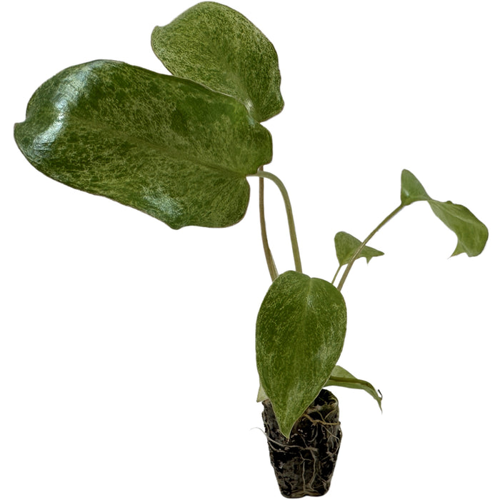 Philodendron Paraiso Verde-Starter Plant/4" Grower Pot