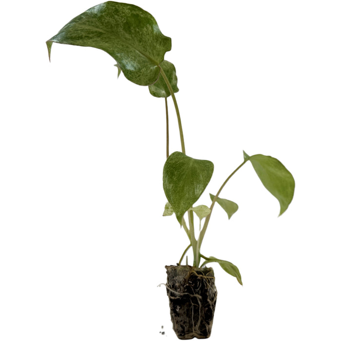 Philodendron Paraiso Verde-Starter Plant/4" Grower Pot