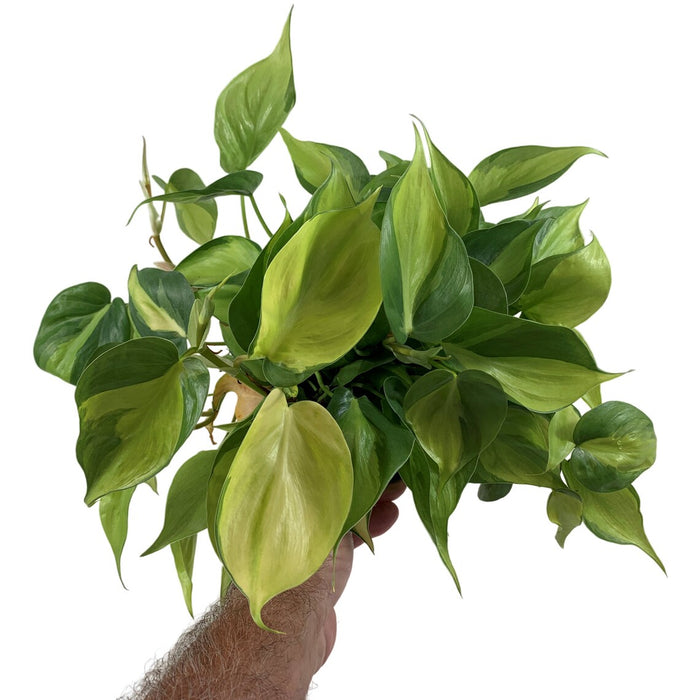 Philodendron Brasil 6" Grower Pot
