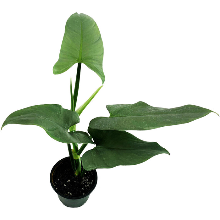 Philodendron Hastatum - Silver Sword-Starter Plant/4" Grower Pot