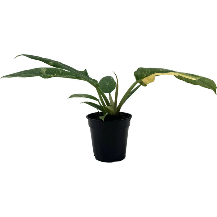 Philodendron "Ring of Fire"  Starter Plant/4" Grower Pot