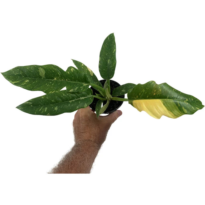 Philodendron "Ring of Fire"  Starter Plant/4" Grower Pot