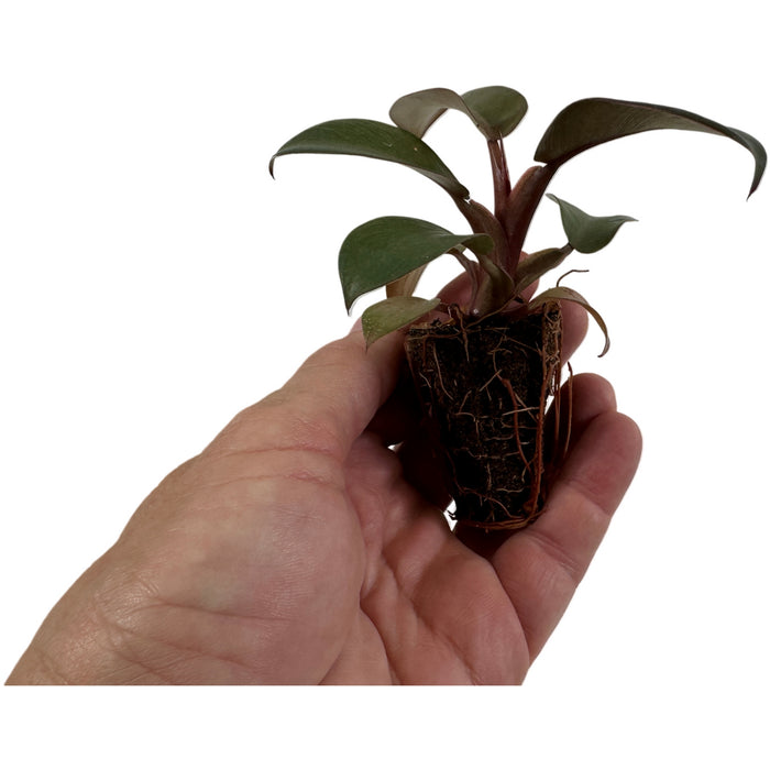 Philodendron Black Cardinal Starter Plant/4" Grower Pot