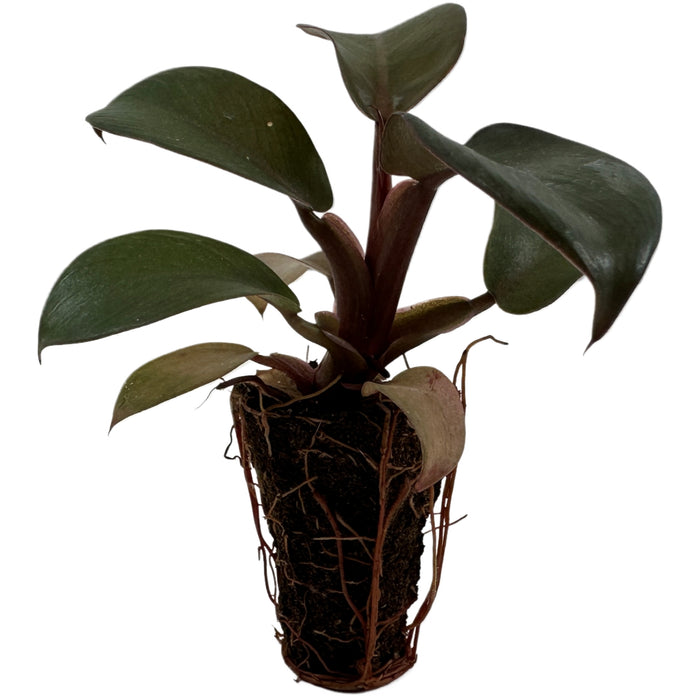 Philodendron Black Cardinal Starter Plant/4" Grower Pot