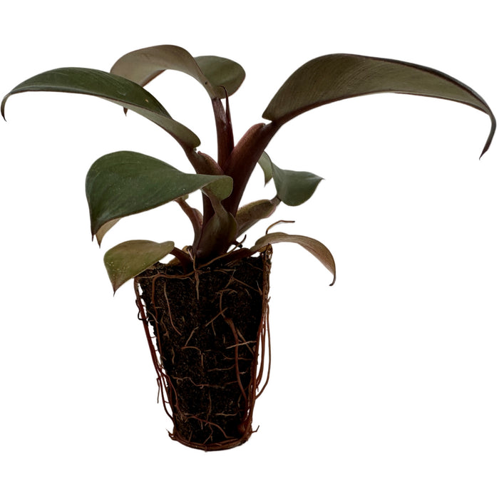 Philodendron Black Cardinal Starter Plant/4" Grower Pot