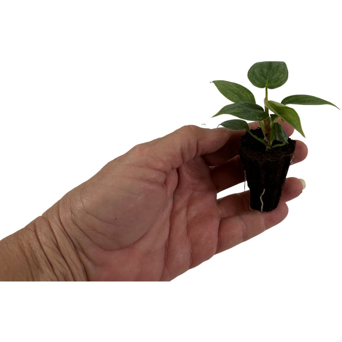 Philodendron Sodiroi-Starter Plant/4" Grower Pot