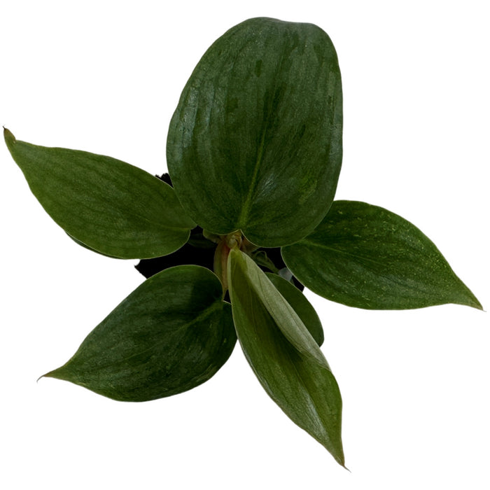 Philodendron Sodiroi-Starter Plant/4" Grower Pot