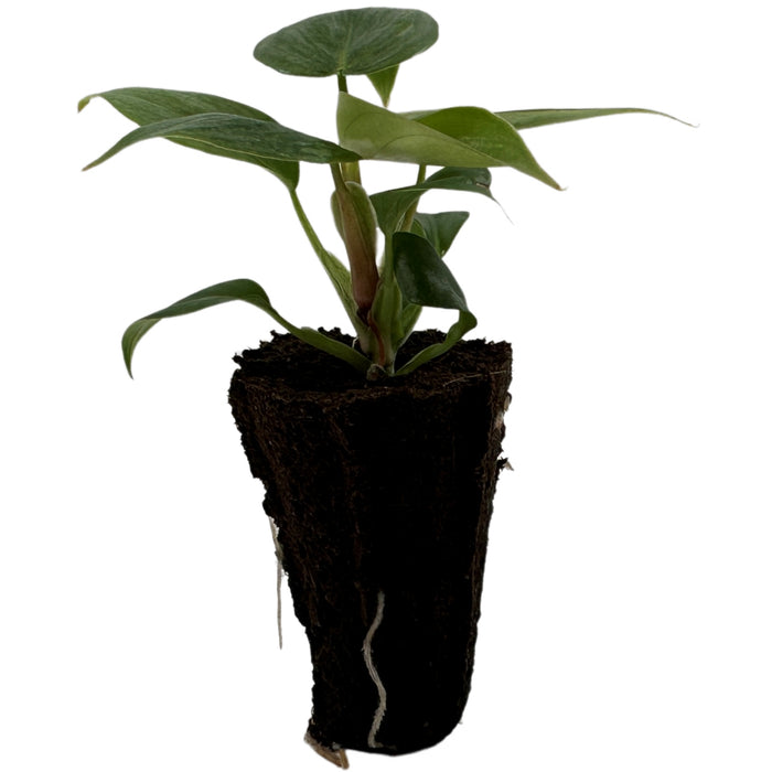 Philodendron Sodiroi-Starter Plant/4" Grower Pot