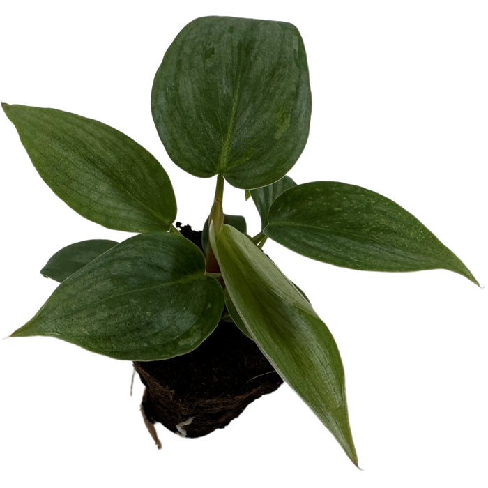 Philodendron Sodiroi-Starter Plant/4" Grower Pot