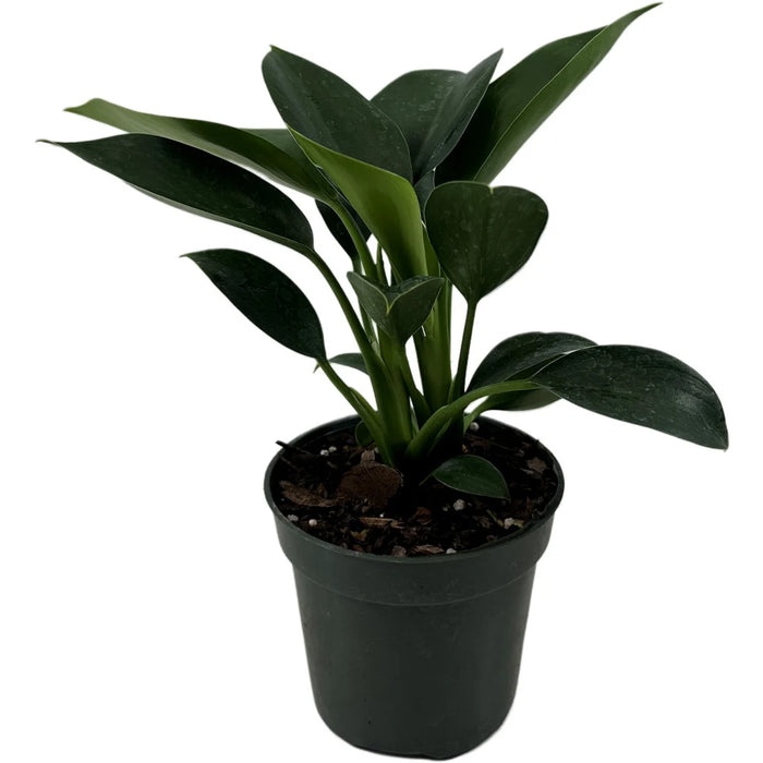 Philodendron Green Princess Starter Plant or 4" Grower Pot or 6" Grower Pot