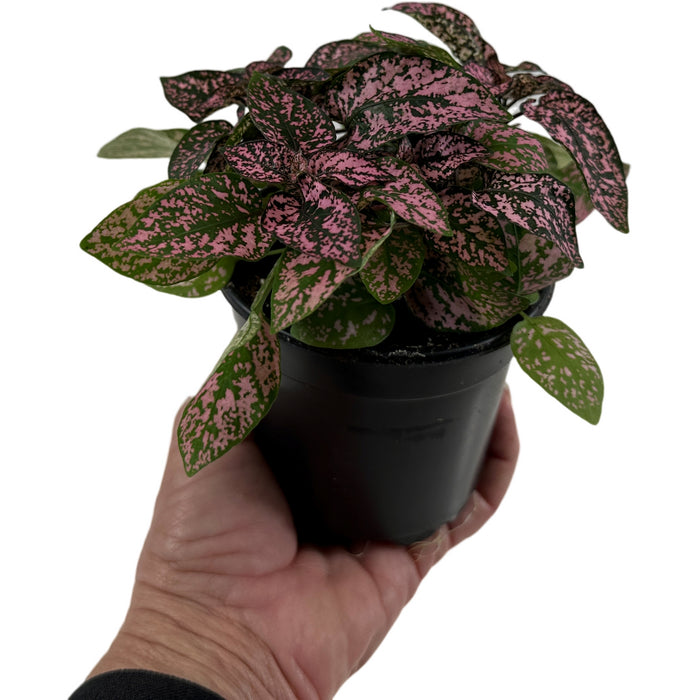 Hypoestes Phyllostachrya "Polka Dot Plant" Variety Colors- 4" Grower Pot