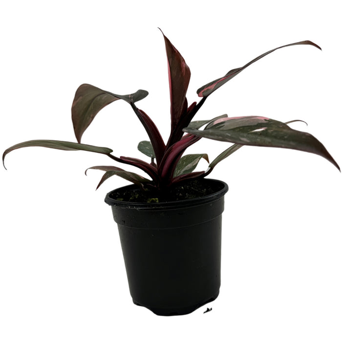 Philodendron Pink  or White Princess-4" Grower pot  or 6"  Pink Princess Grower Pot