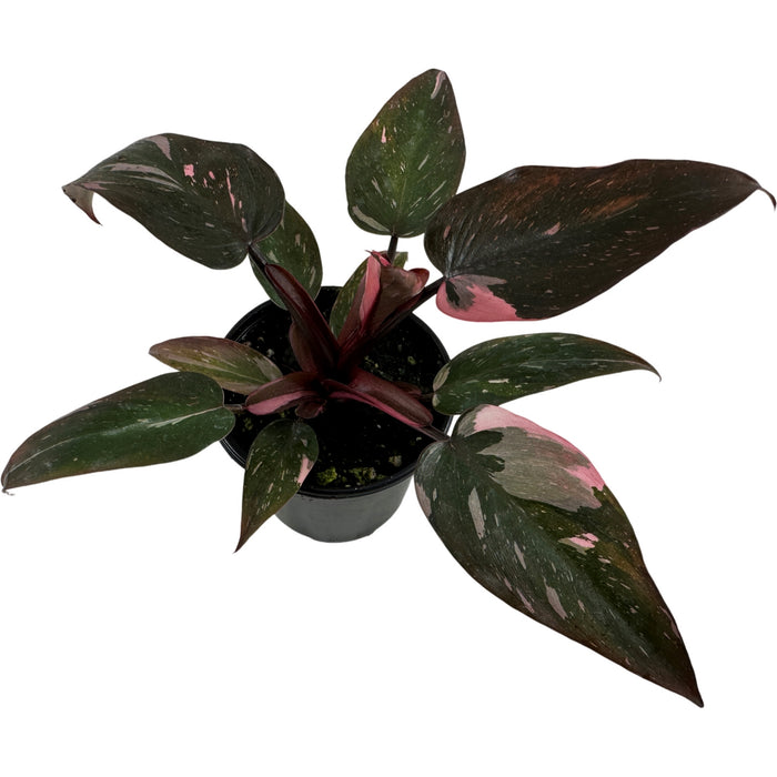 Philodendron Pink  or White Princess-4" Grower pot  or 6"  Pink Princess Grower Pot