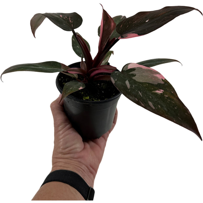 Philodendron Pink  or White Princess-4" Grower pot  or 6"  Pink Princess Grower Pot