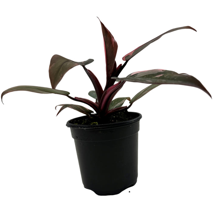 Philodendron Pink  or White Princess-4" Grower pot  or 6"  Pink Princess Grower Pot