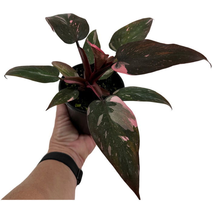 Philodendron Pink  or White Princess-4" Grower pot  or 6"  Pink Princess Grower Pot