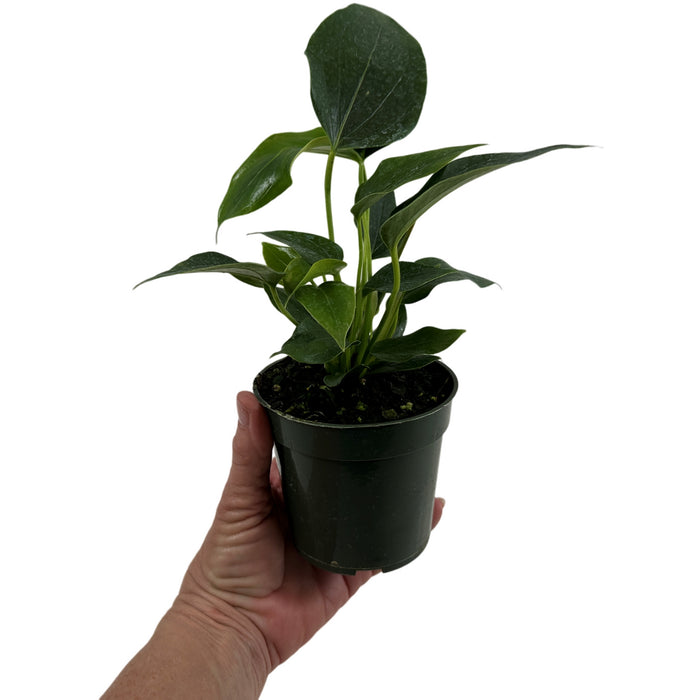 Anthurium Pizzazz- Starter Plant/4" Grower Pot