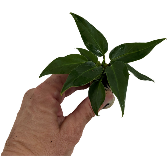 Anthurium Plowmanni Starter Plant or 6" Grower Pot