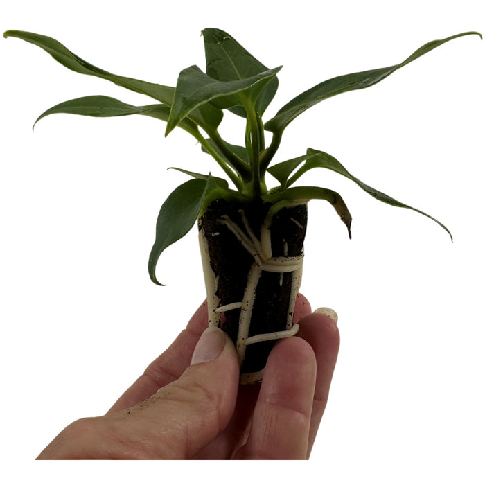 Anthurium Plowmanni Starter Plant or 4" Grower Pot