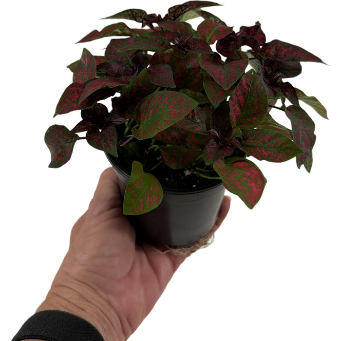 Hypoestes Phyllostachrya "Polka Dot Plant" Variety Colors- 4" Grower Pot