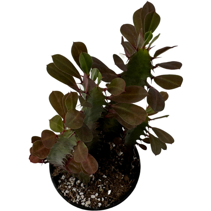 Euphorbia Red Trigonia 4" Grower Pot