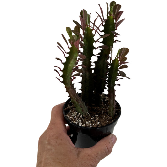 Euphorbia Red Trigonia 4" Grower Pot