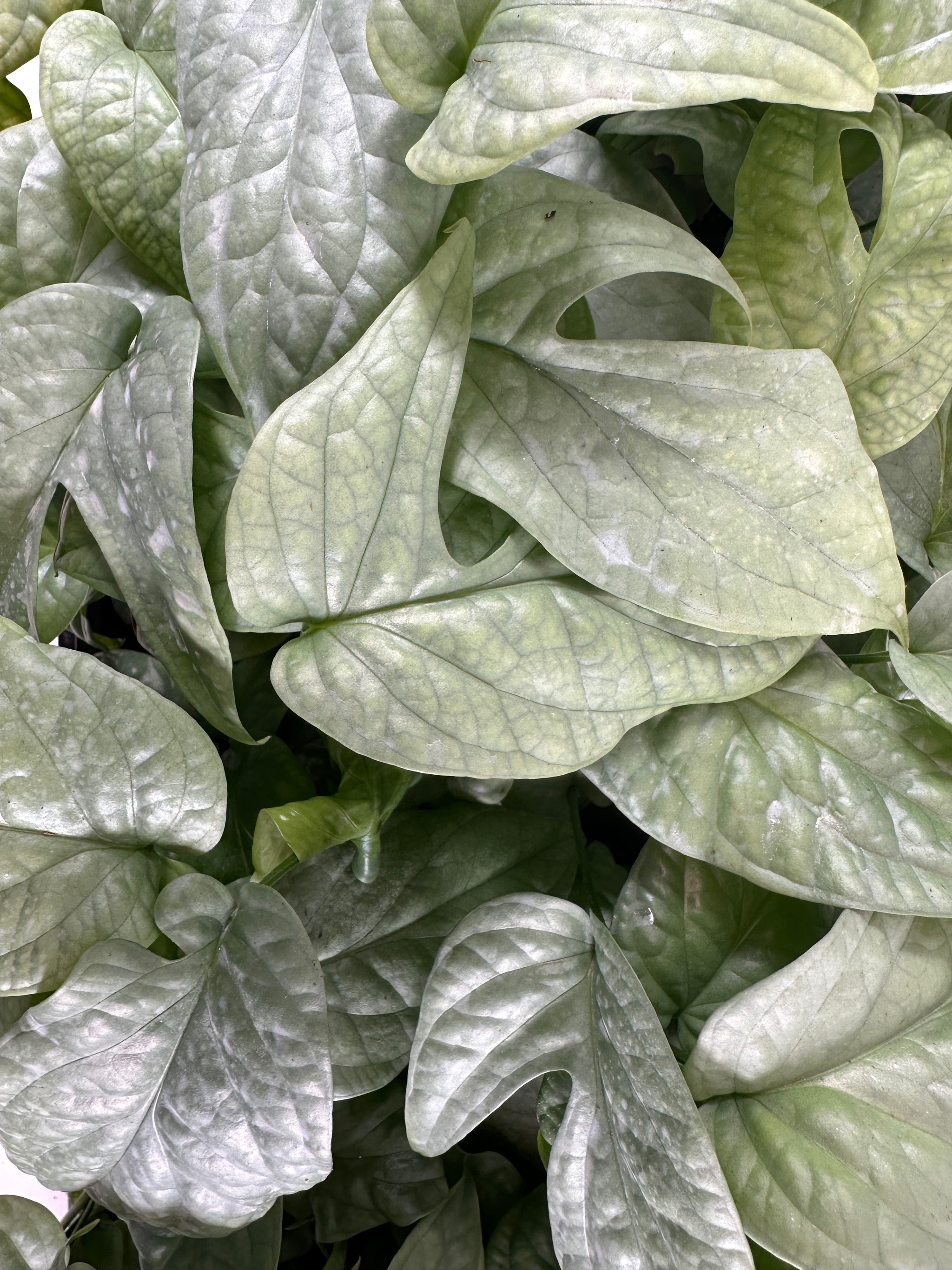 Plant Original Starter Plants - Affordable Plant Option — Plantastic Direct