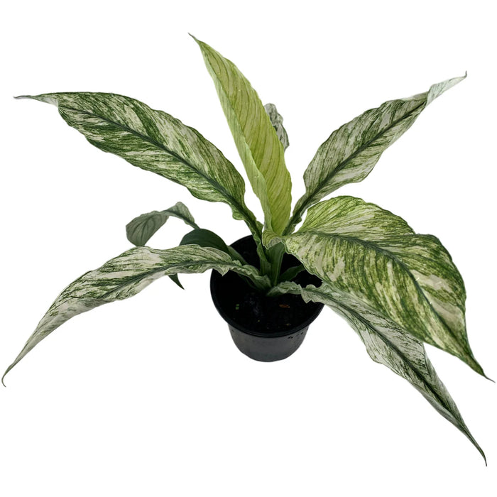 Spathiphyllum Jessica-4" Grower Pot