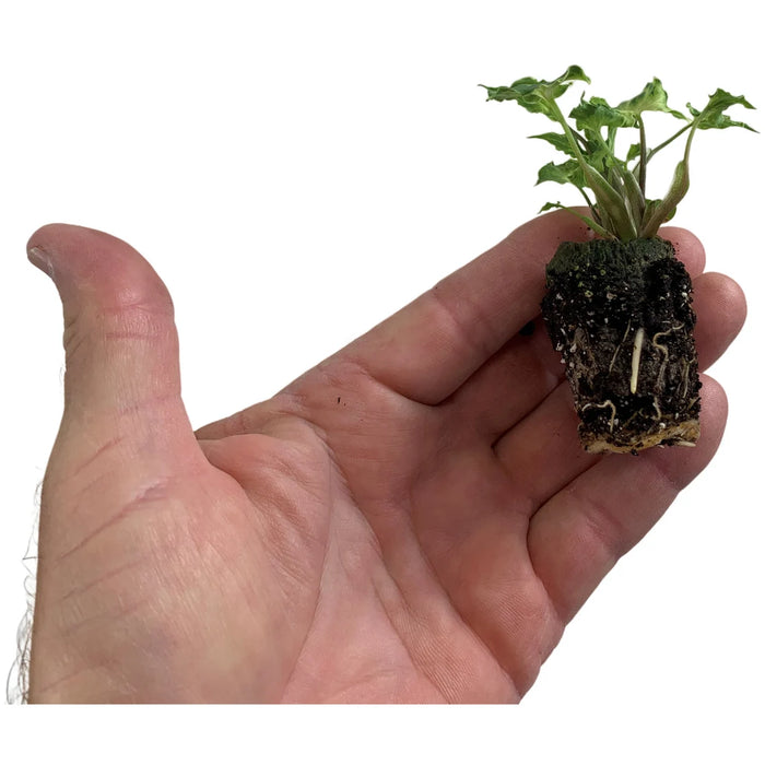 Syngonium Batik Starter Plant or 4" Grower Pot
