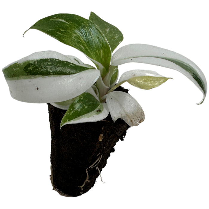 Philodendron White Wizard-Starter Plant/4" Grower Pot