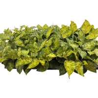 Aglaonema Camouflage Starter Plant