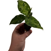 Aglaonema Camouflage Starter Plant