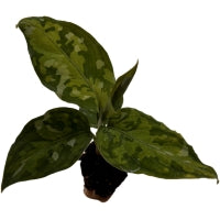 Aglaonema Camouflage Starter Plant