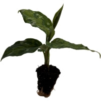 Aglaonema Camouflage Starter Plant