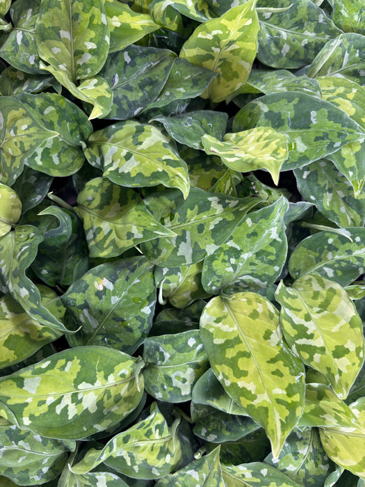 Aglaonema Camouflage Starter Plant