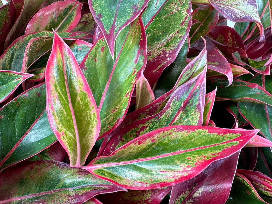 Aglaonema Red Creta Starter Plant