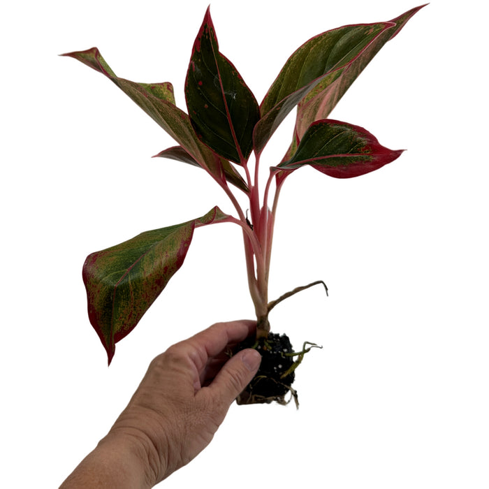 Aglaonema Red Creta Starter Plant