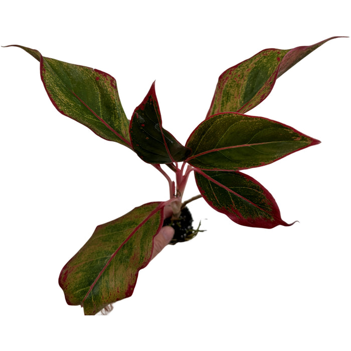 Aglaonema Red Creta Starter Plant