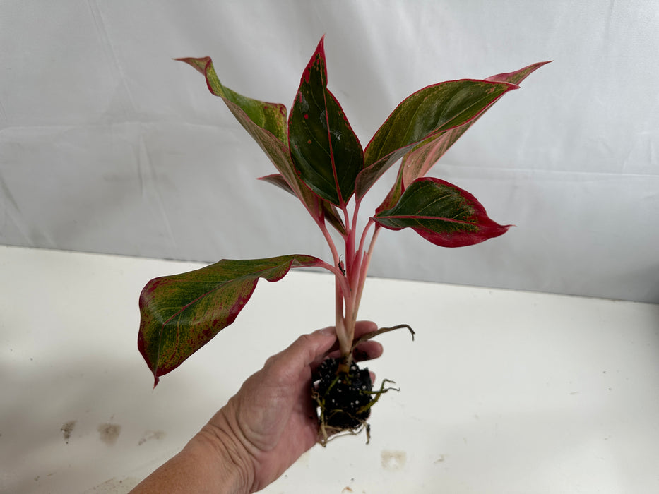 Aglaonema Red Creta Starter Plant