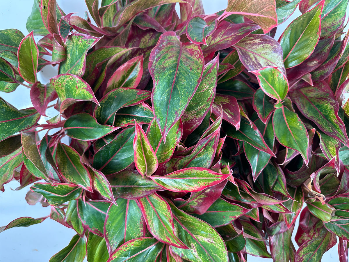 Aglaonema Red Creta Starter Plant — Plantastic Direct