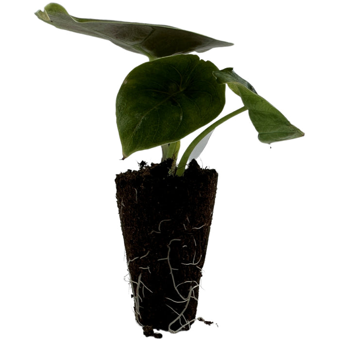 Alocasia Azlani-Starter Plant or 4" Grower Pot