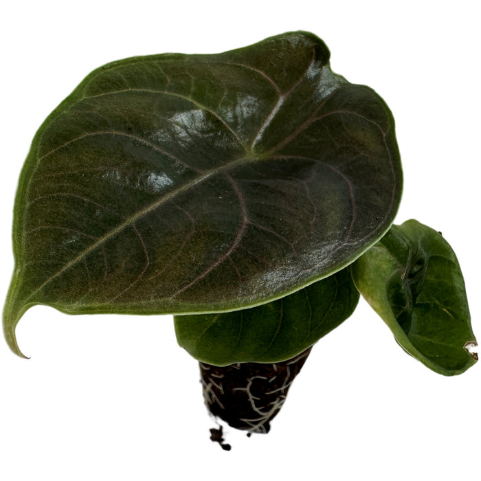 Alocasia Azlani-Starter Plant or 4" Grower Pot