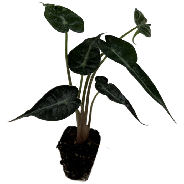 Alocasia Bambino- Starter Plant/4" Grower Pot