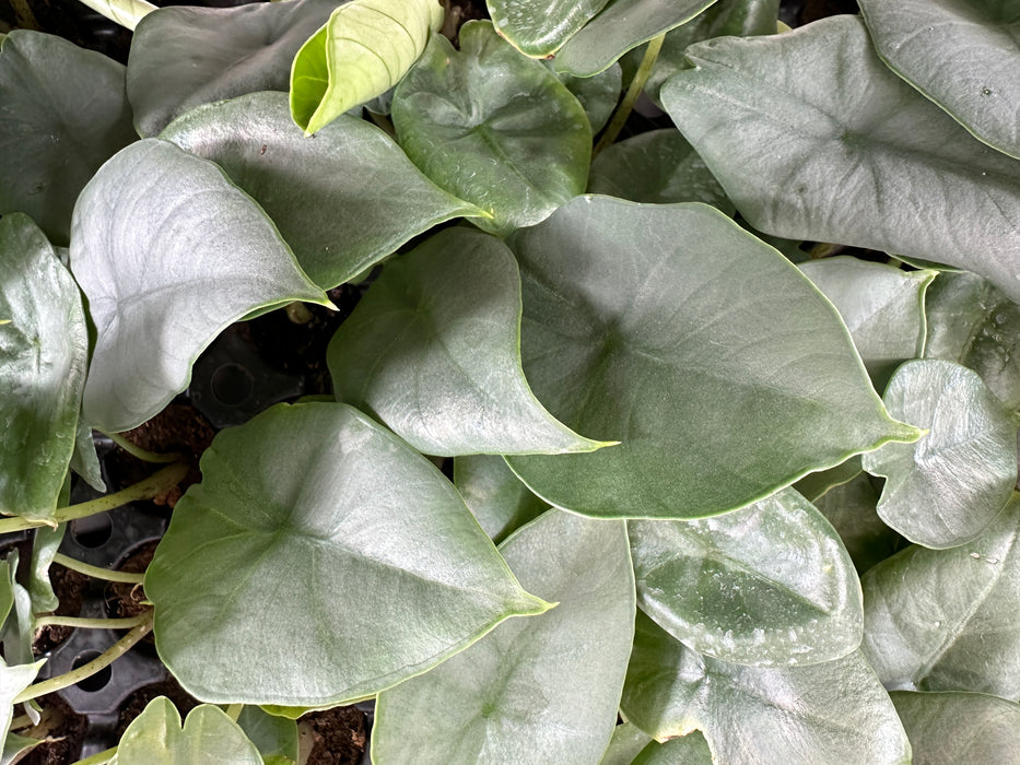 Alocasia Blue Dragon-Starter Plant or 4" Grower Pot