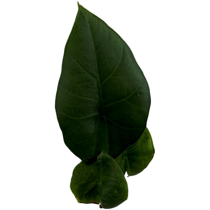 Alocasia Blue Dragon-Starter Plant or 4" Grower Pot