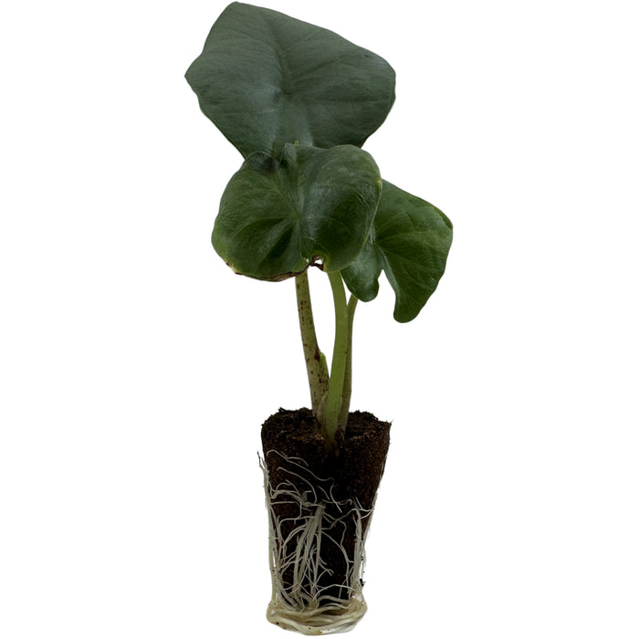 Alocasia Blue Dragon-Starter Plant or 4" Grower Pot