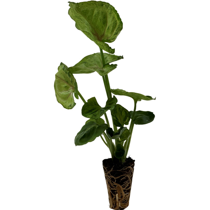 Synogonium Bob Allusion- Starter Plant / 4" Grower Pot